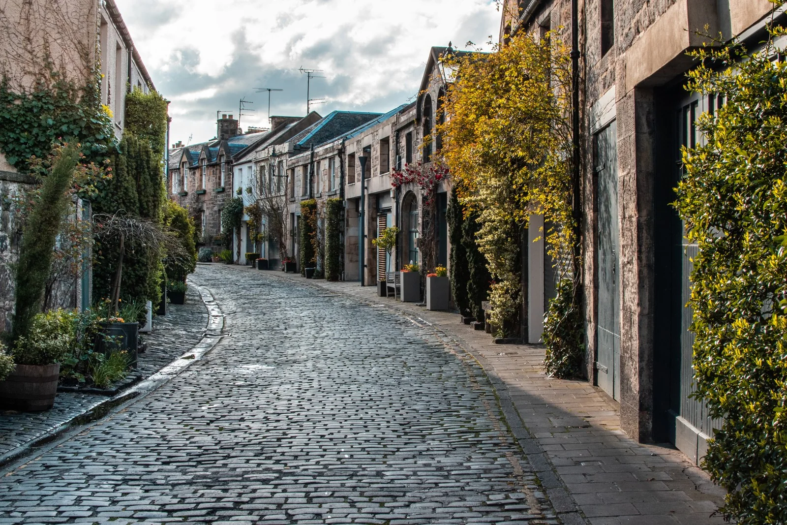 Cobbles and climbing leaves