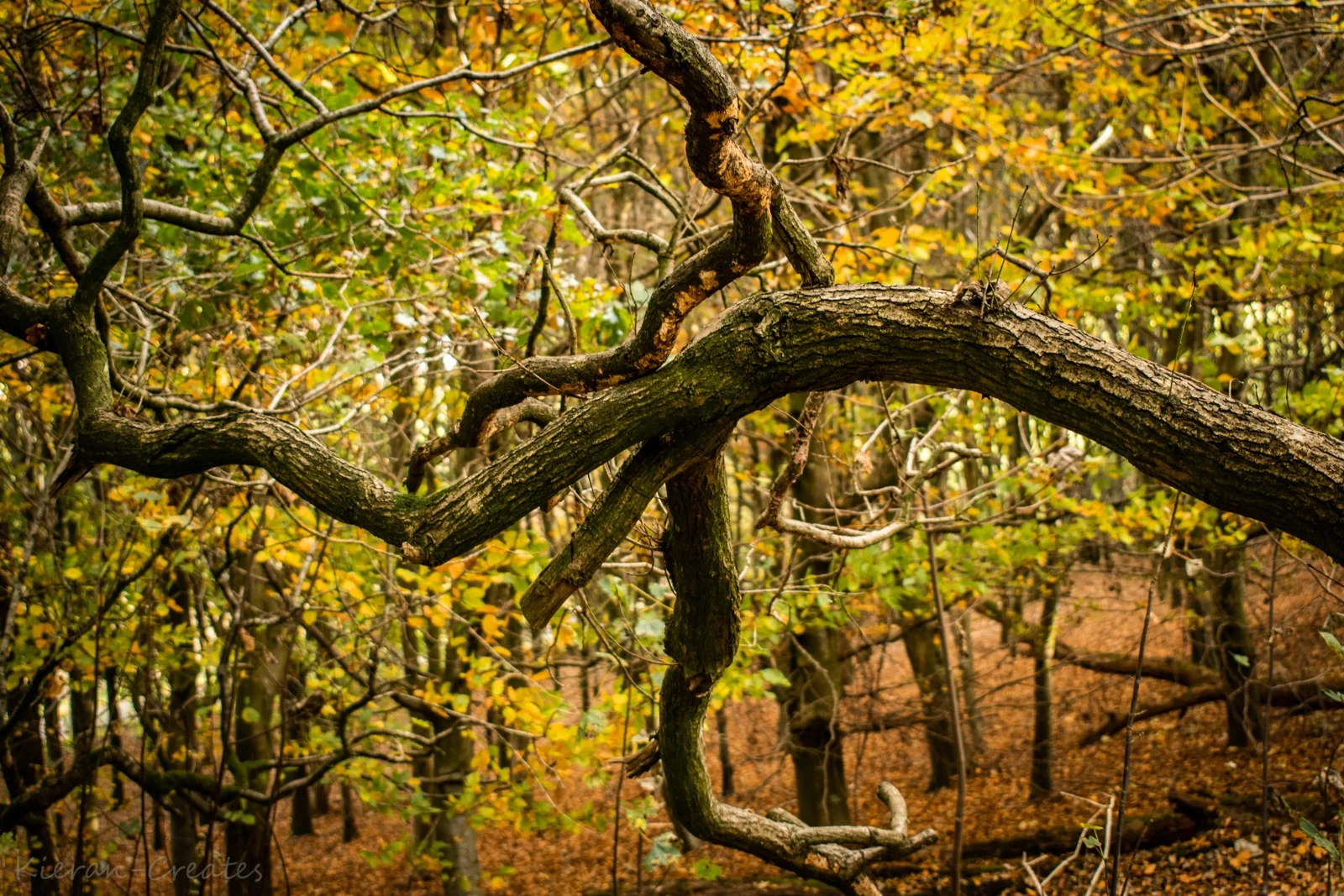 The old woodland tree