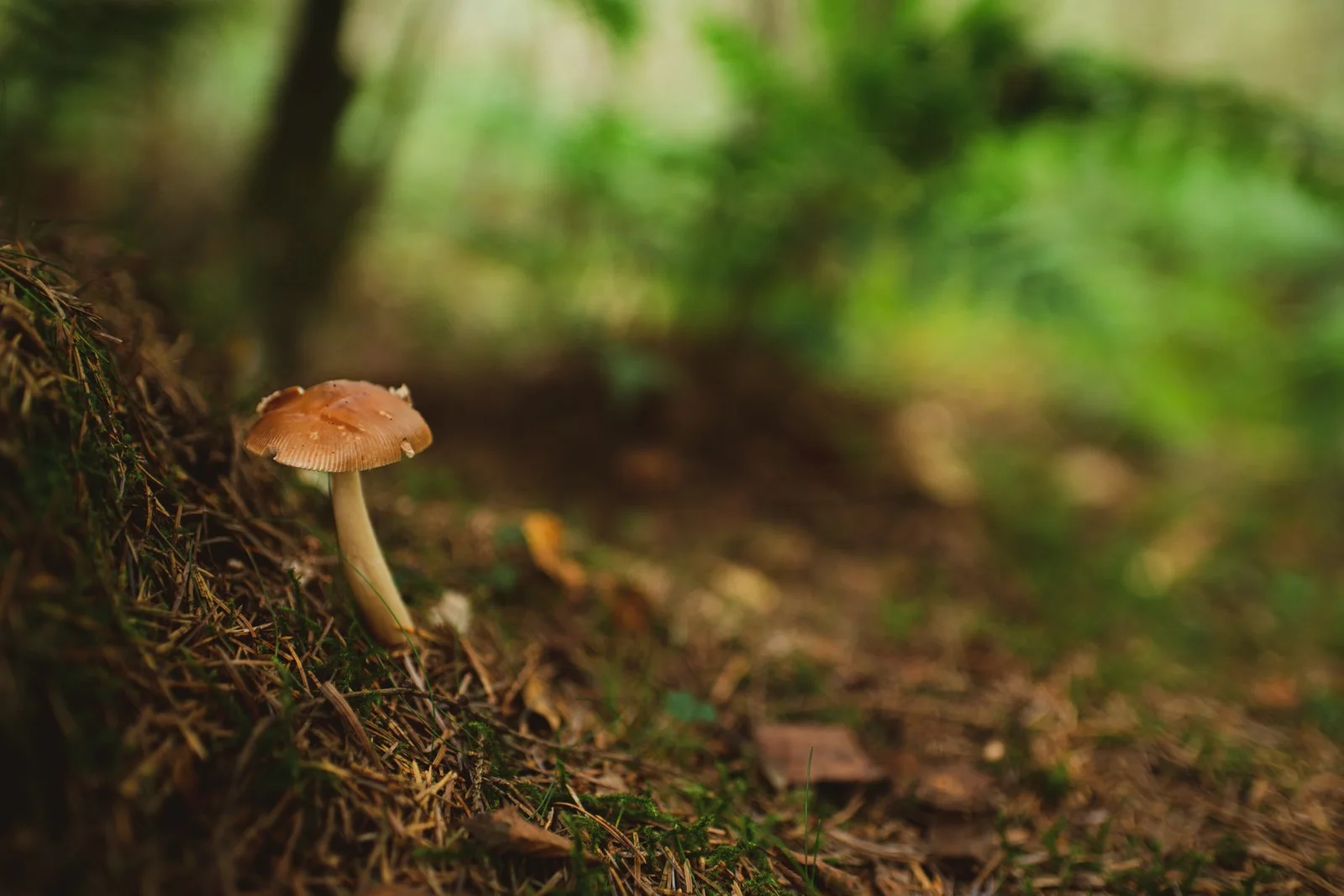 Small woodland world