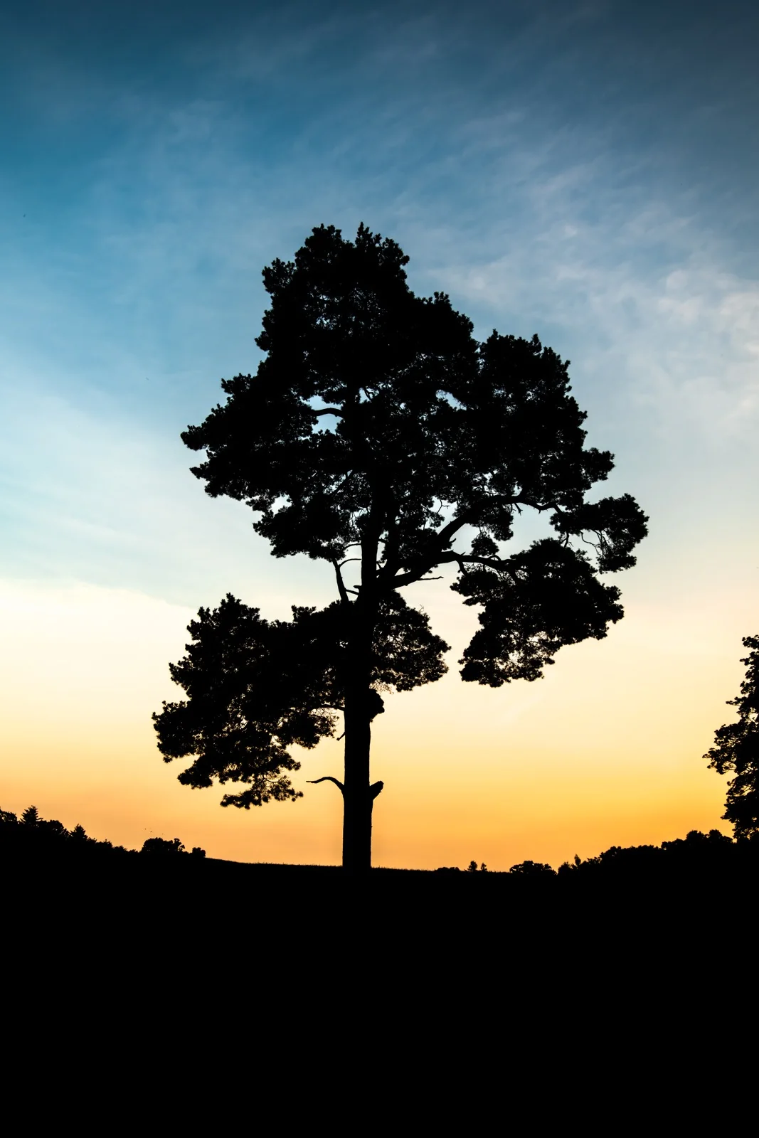 The last light behind the tree