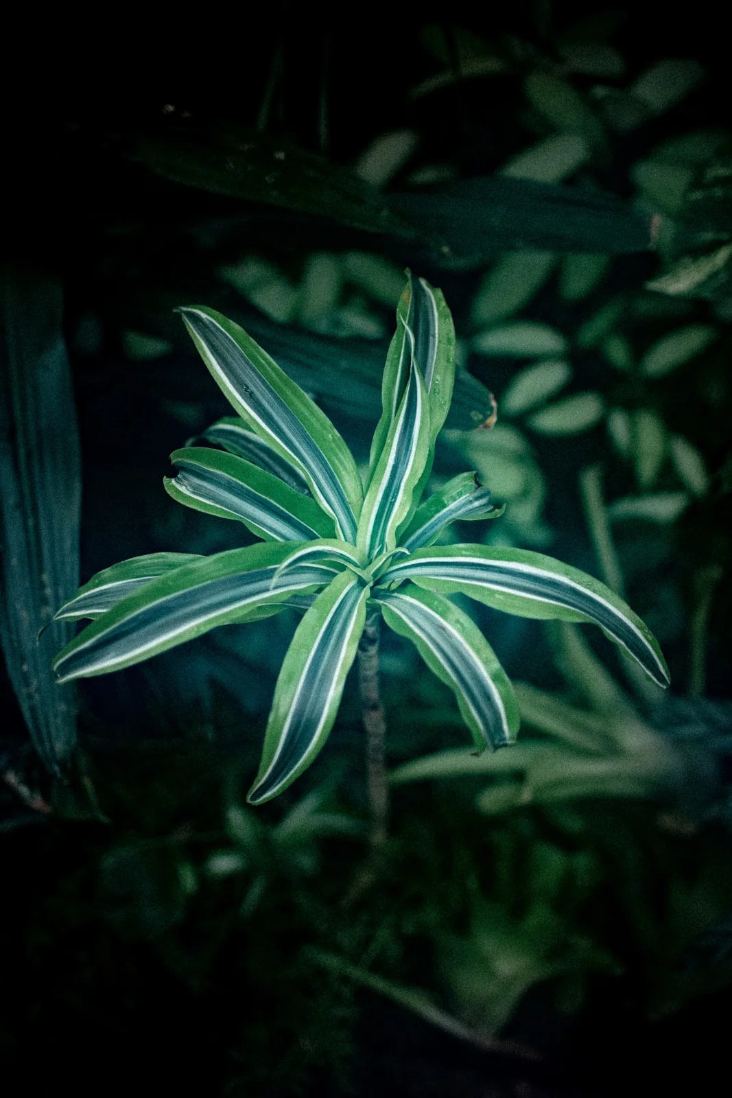 Green star